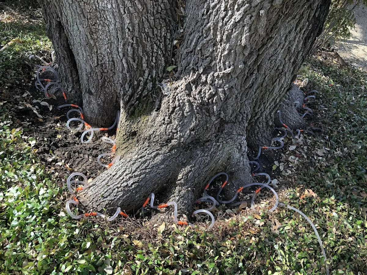 Detailed Tree Cabling and Bracing job site in Willits