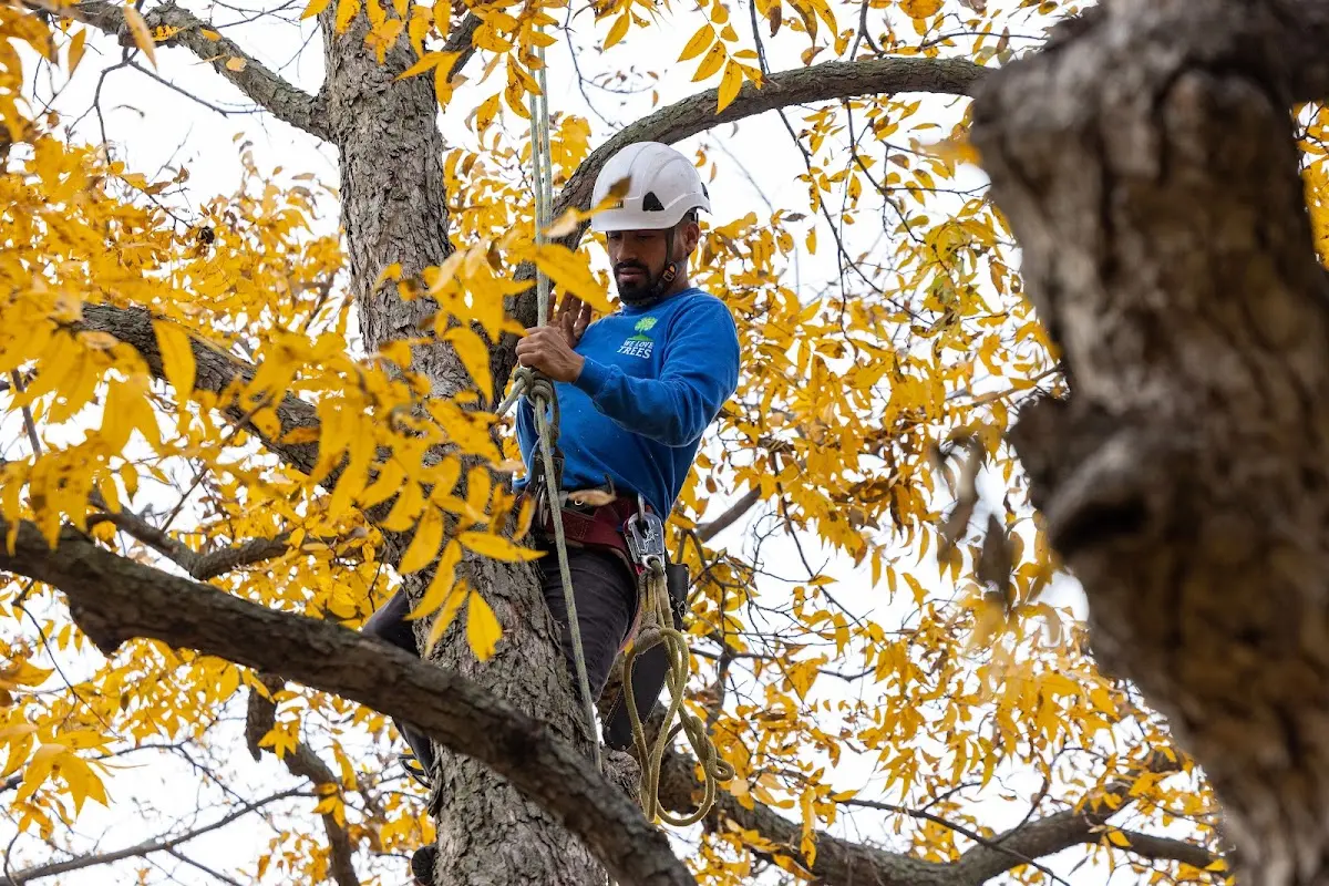 Skilled Tree Transplanting crew working in Willits