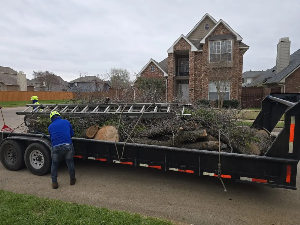 Expert Tree Removal with proper safety equipment in Willits